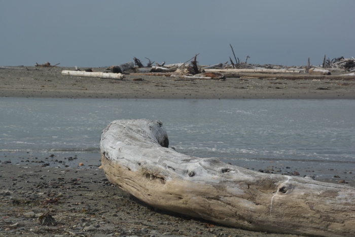 driftwood on beach